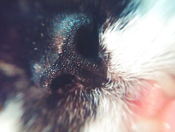 Extreme close up of animal eye