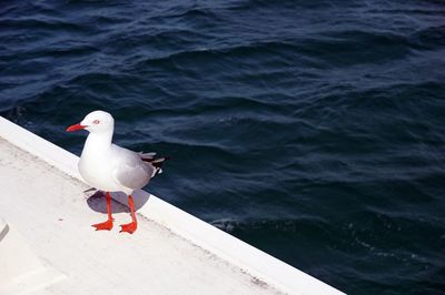 Seagull perching on sea shore