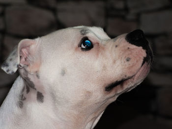 Close-up portrait of dog