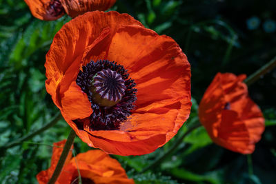 Close-up of orange flower