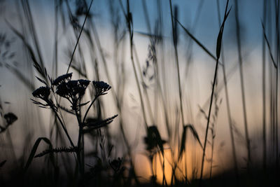 Close-up of plant against sky at sunset