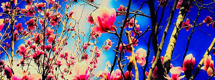 Close-up of red flowers against blue sky