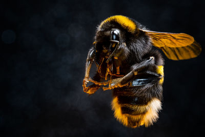 Close-up of bee pollinating