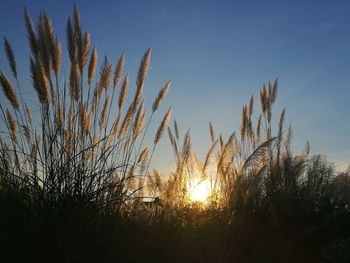 Low angle view of silhouette trees against sky during sunset