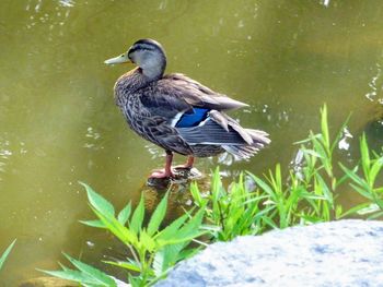 Close-up of bird perching on grass