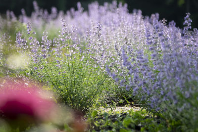 Close-up of purple flowering plants on field