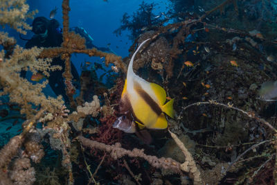 Fish swimming in sea