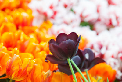 Close-up of orange tulips