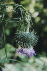 Close-up of dandelion on plant