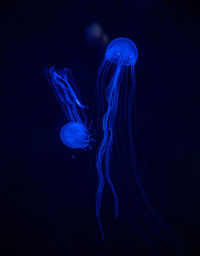 Close-up of jellyfish swimming in sea