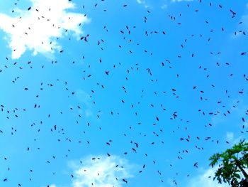 Flock of birds flying in sky