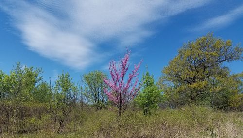 Plants growing on land against sky