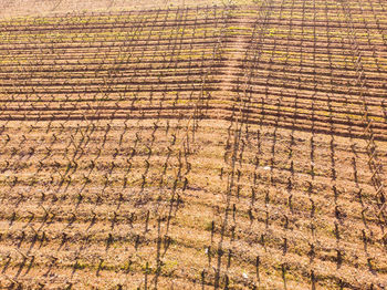 Full frame shot of agricultural field