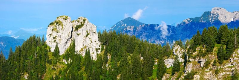 Panoramic view of pine trees and mountains against sky