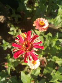 Close-up of pink daisy flower blooming outdoors