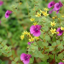 Close-up of pink flowers