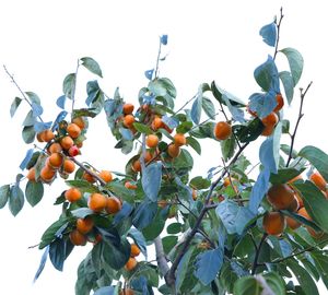 Low angle view of fruits hanging on tree against sky