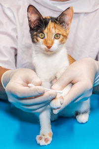 Portrait of cat on hand