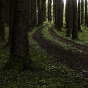 Trees in forest