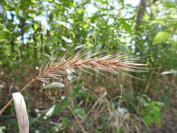 Close-up of crops on field