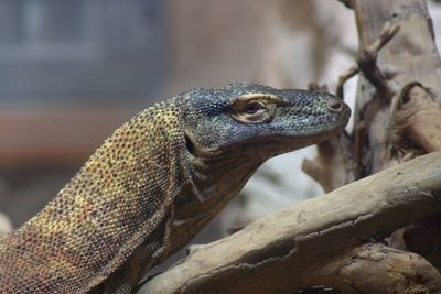 Close-up of lizard on branch