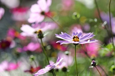 Close-up of insect on pink flowering plant