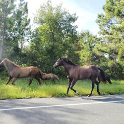 Side view of horses on road