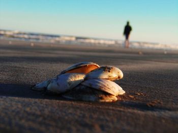 Close-up of shell on beach