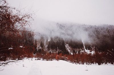 Bare trees on landscape against clear sky during winter