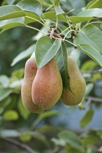 Close-up of fruits growing on plant