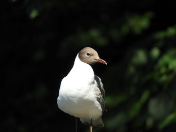 Close-up of seagull perching on a tree