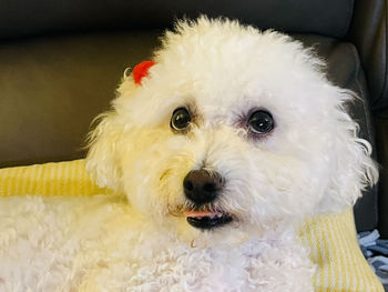 Close-up portrait of dog