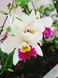 Close-up of white flower