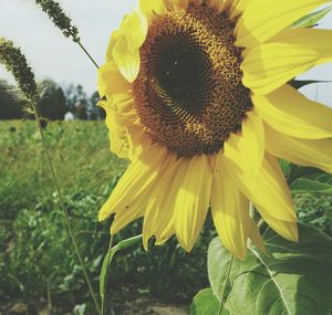 Close-up of sunflower