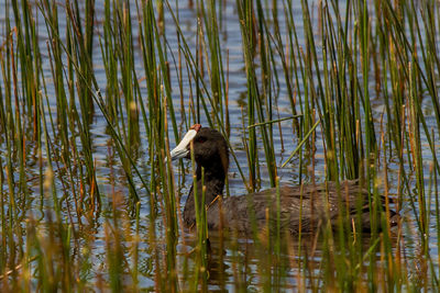 Duck swimming in lake