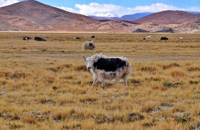 Sheep on field against sky