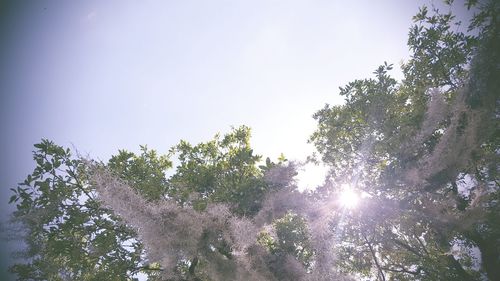 Low angle view of trees against bright sun