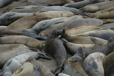 High angle view of sea resting