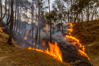 View of forest fire