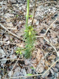 Close-up of plants