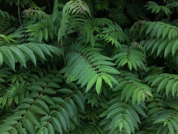 Full frame shot of fresh green plants