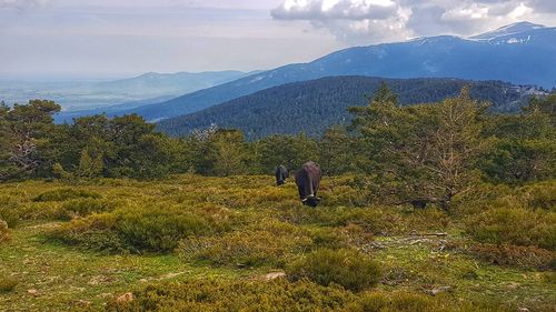 Rear view of person on landscape against sky