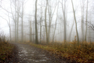 Bare trees in forest during autumn