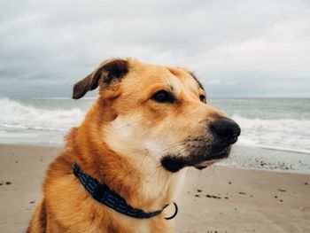 Dog looking away on beach