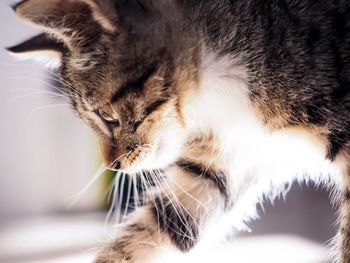 Close-up portrait of cat