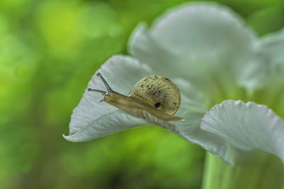 Close-up of insect on flower