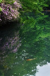 Trees growing in water