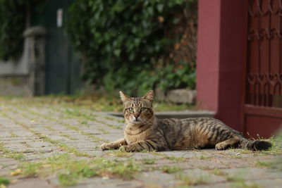 Portrait of cat resting outdoors