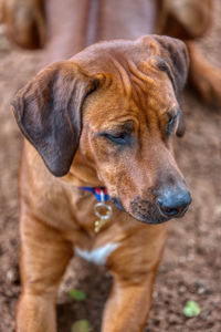 Close-up of a dog looking away