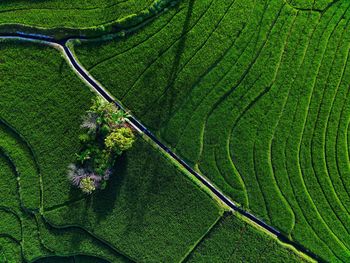 Aerial view of asia in indonesian rice field area with green rice terraces